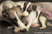 whippet beige bleut� et blanc et son b�b� femelle