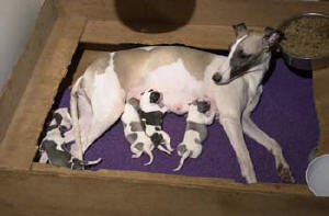 SAËL ET SES CHIOTS WHIPPET A LA NAISSANCE
