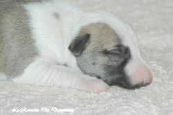 Chiot whippet La Romance des Damoiseaux