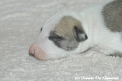 Chiot whippet La Romance des Damoiseaux