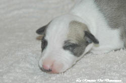 Chiot whippet La Romance des Damoiseaux