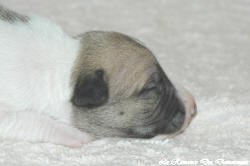 Chiot whippet La Romance des Damoiseaux