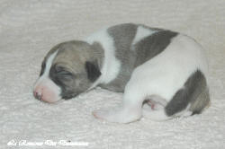 Chiot whippet La Romance des Damoiseaux