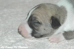 Chiot whippet La Romance des Damoiseaux