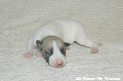 Chiot whippet La Romance des Damoiseaux