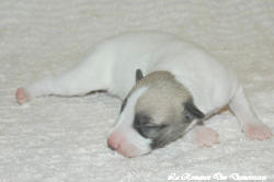 Chiot whippet La Romance des Damoiseaux