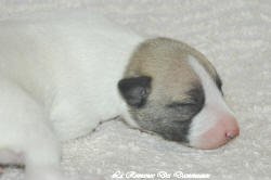 Chiot whippet La Romance des Damoiseaux