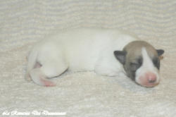 Chiot whippet La Romance des Damoiseaux