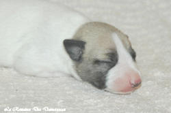 Chiot whippet La Romance des Damoiseaux