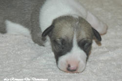 Chiot whippet La Romance des Damoiseaux