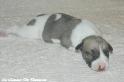 Chiot whippet La Romance des Damoiseaux