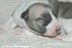 Chiot whippet La Romance des Damoiseaux