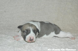 Chiot whippet La Romance des Damoiseaux