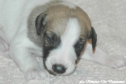 Chiot whippet La Romance des Damoiseaux