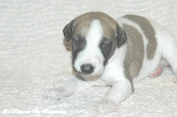 Chiot whippet La Romance des Damoiseaux