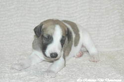 Chiot whippet La Romance des Damoiseaux