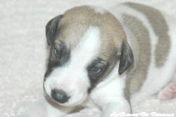 Chiot whippet La Romance des Damoiseaux