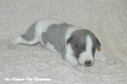 Chiot whippet La Romance des Damoiseaux