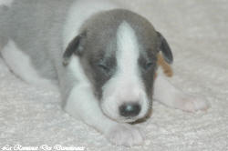 Chiot whippet La Romance des Damoiseaux