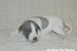 Chiot whippet La Romance des Damoiseaux