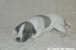 Chiot whippet La Romance des Damoiseaux