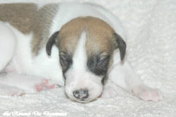 Chiot whippet La Romance des Damoiseaux