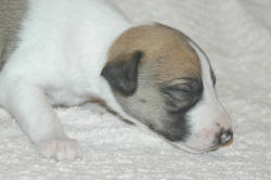Chiot whippet La Romance des Damoiseaux
