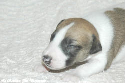 Chiot whippet La Romance des Damoiseaux