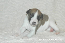 Chiot whippet La Romance des Damoiseaux
