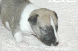 Chiot whippet La Romance des Damoiseaux