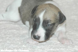 Chiot whippet La Romance des Damoiseaux