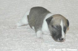 Chiot whippet La Romance des Damoiseaux