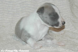 Chiot whippet La Romance des Damoiseaux