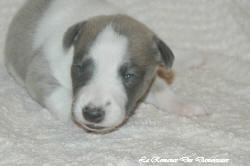 Chiot whippet La Romance des Damoiseaux