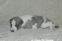 Chiot whippet La Romance des Damoiseaux