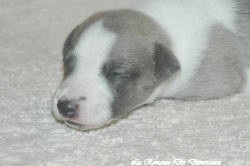 Chiot whippet La Romance des Damoiseaux