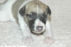 Chiot whippet La Romance des Damoiseaux