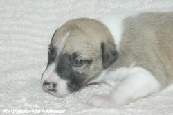 Chiot whippet La Romance des Damoiseaux