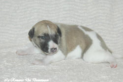 Chiot whippet La Romance des Damoiseaux