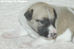 Chiot whippet La Romance des Damoiseaux