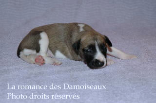 Chiot Whippet bicolore Disponible
