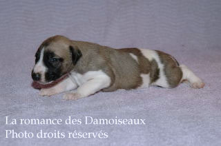 Chiot Whippet bicolore Disponible