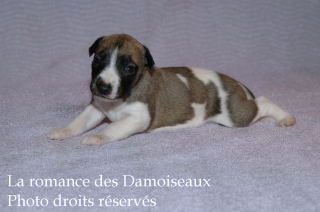 Chiot Whippet bicolore Disponible
