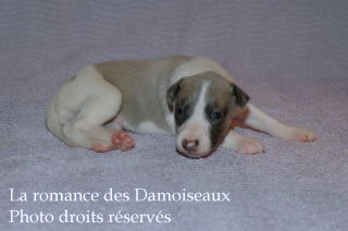 Chiot Whippet bicolore Disponible