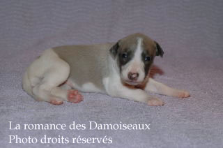 Chiot Whippet bicolore Disponible