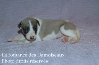 Chiot Whippet bicolore Disponible