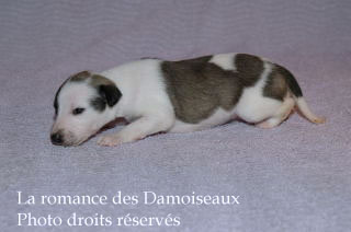 Chiot Whippet bicolore Disponible