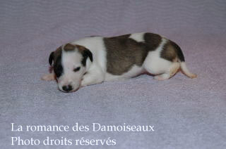 Chiot Whippet bicolore Disponible