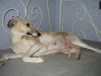 Photo de whippet femelle sable et blanche