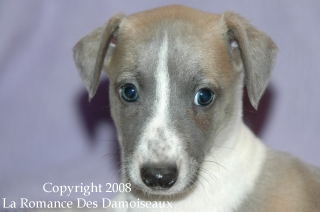 CHIOT WHIPPET ISSU DE L ELEVAGE DE LA ROMANCE DES DAMOISEAUX